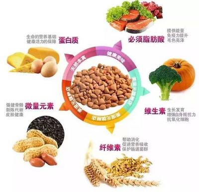 南崗學府寵物用品批發(fā)零售 一站式滿足愛寵需求